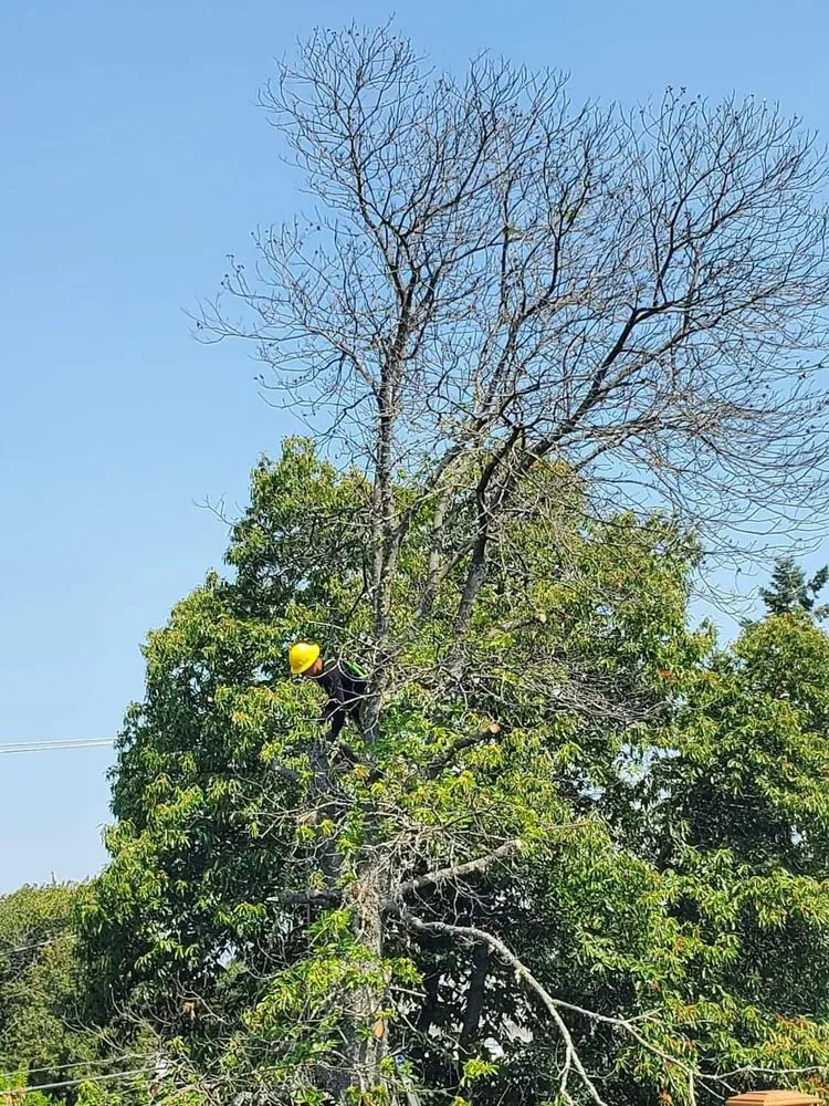 Trusted landscape installation near you in Auburn, WA by Auburn Green Landscaping