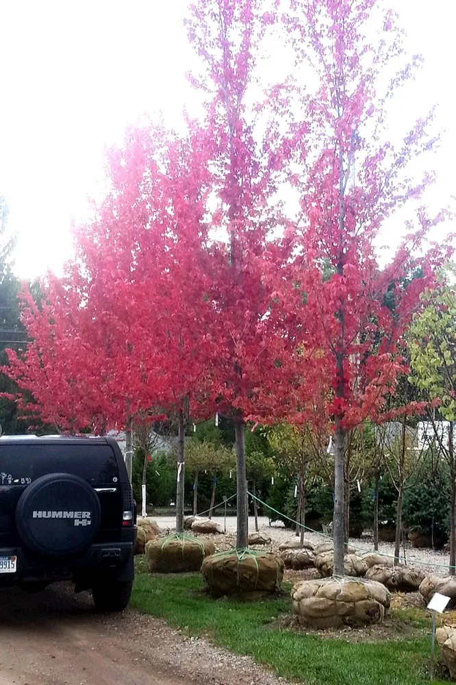 Top-rated yard maintenance for outdoor upgrades across Rochester Hills, MI - Auburn Oaks Nursery