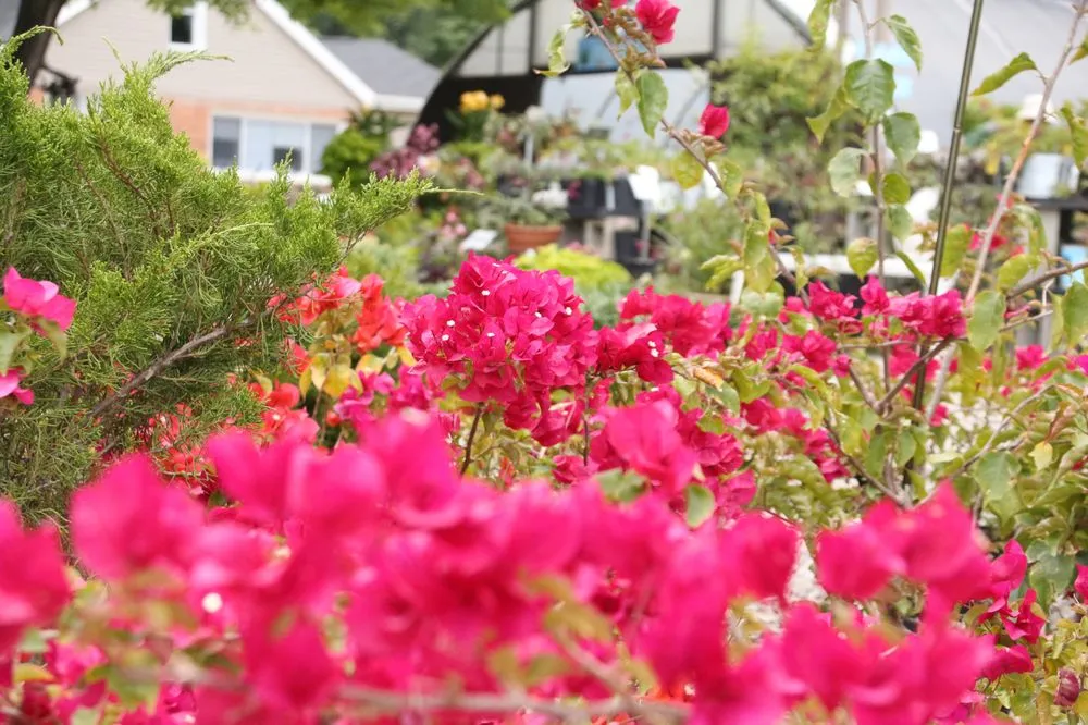 Reliable yard maintenance experts serving Rochester Hills, MI - Auburn Oaks Nursery