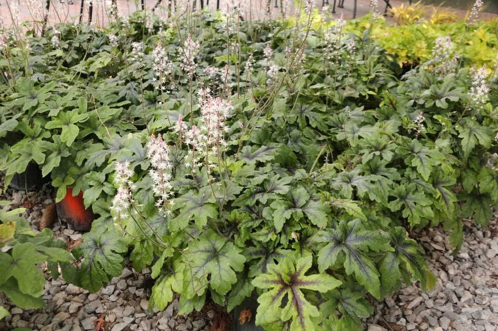 Trusted lawn care service experts serving Rochester Hills, MI - Auburn Oaks Nursery