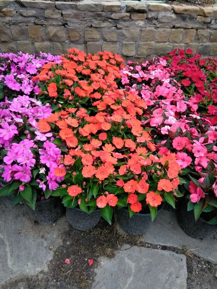 Local yard maintenance experts serving Missouri City, TX - Audrey's Landscaping & Tree Services