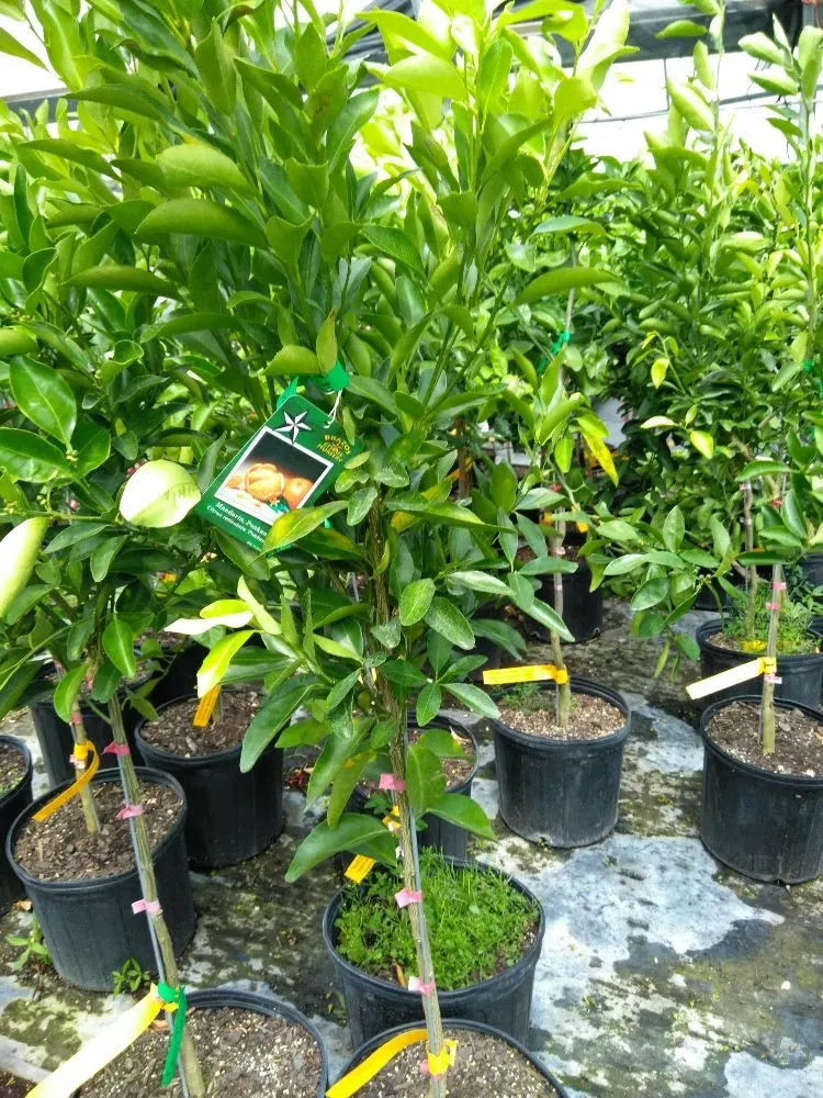 Top-rated landscape design for homes in Missouri City, TX by Audrey's Landscaping & Tree Services