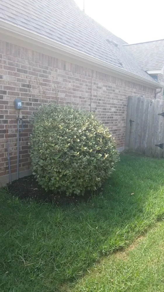 Affordable yard cleanup service in Missouri City, TX - Audrey's Landscaping & Tree Services