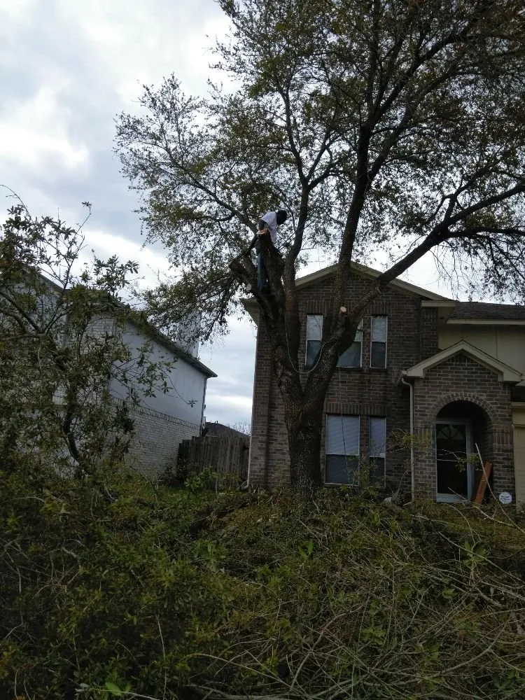 Custom lawn mowing service experts serving Missouri City, TX - Audrey's Landscaping & Tree Services