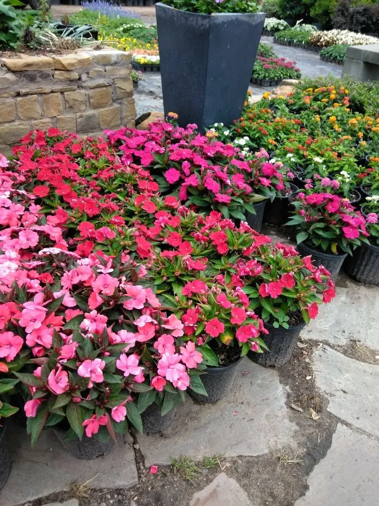 Trusted outdoor landscaping in Missouri City, TX - Audrey's Landscaping & Tree Services