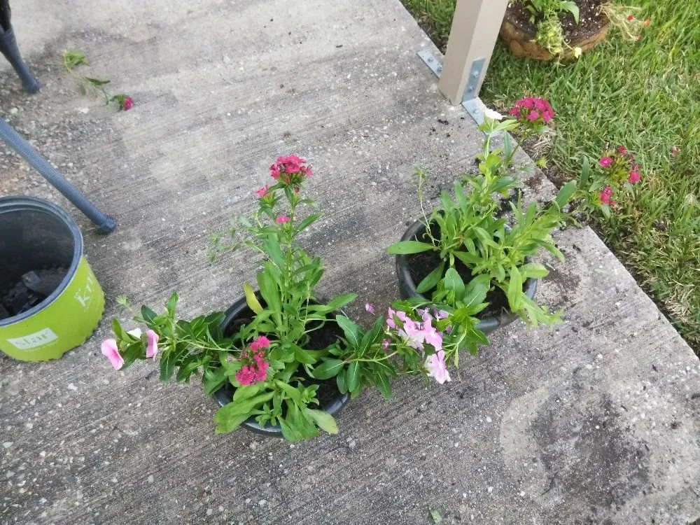 Trusted residential landscaping in Missouri City, TX - Audrey's Landscaping & Tree Services