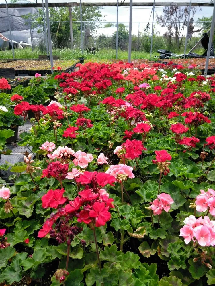 Custom yard cleanup service for homes in Missouri City, TX by Audrey's Landscaping & Tree Services