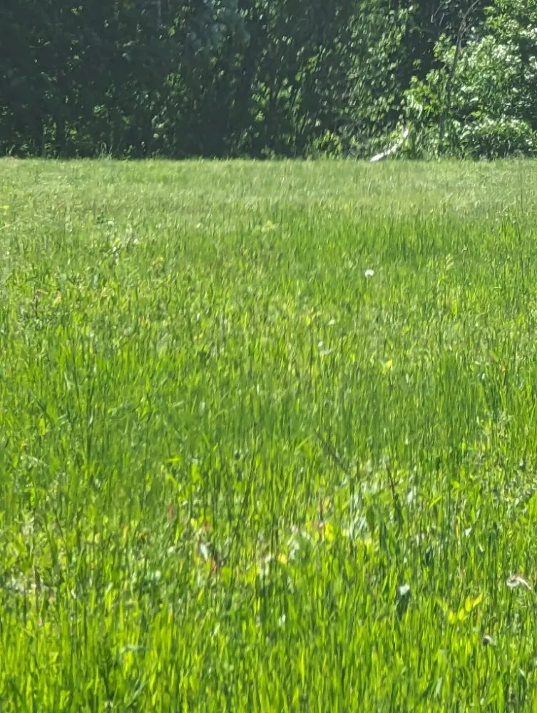 Local yard maintenance for residential properties across Clearwater, MN - Augusta Brothers Lawn Care