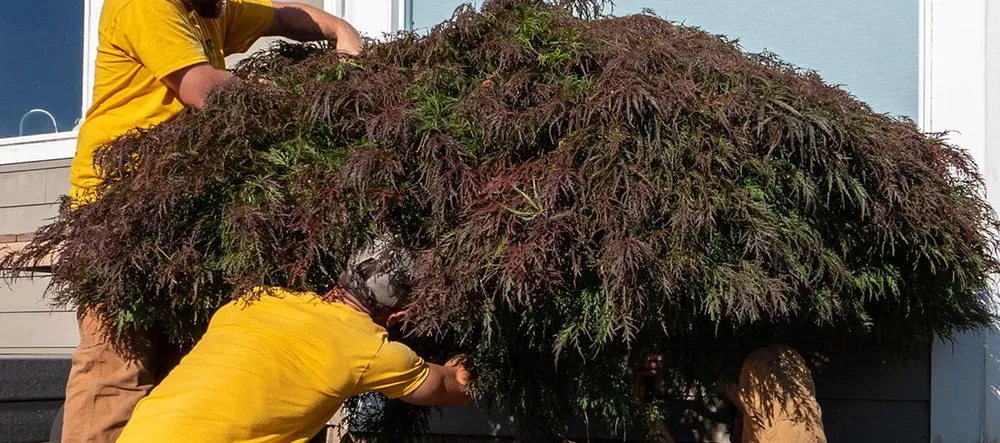 Affordable garden landscaping for beautiful yards across Columbia, SC - Augusta Lawn Care of Columbia