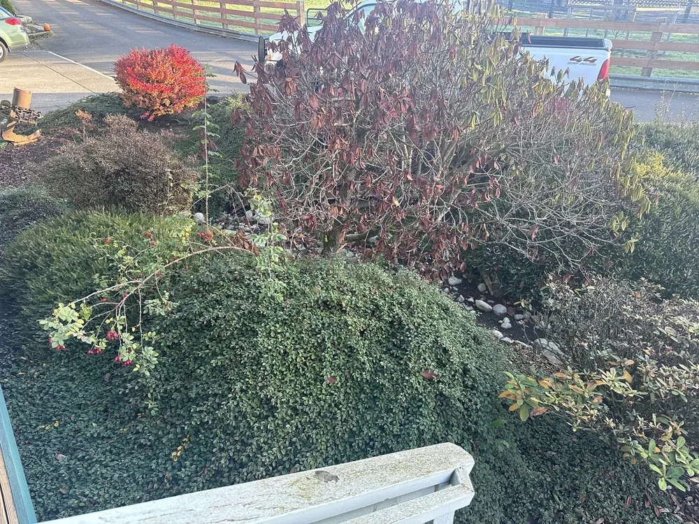 Reliable yard cleanup service with custom design across Milton, WA - Augusta Lawn Care of Edgewood