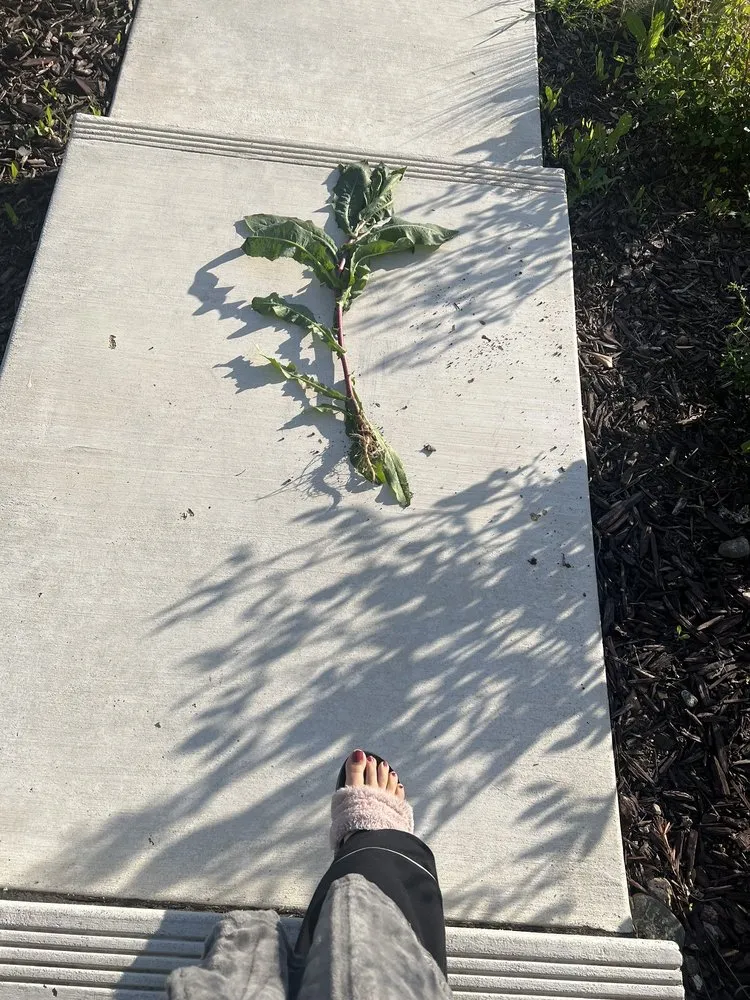 Affordable outdoor landscaping experts serving Tracy, CA - Augusta Lawn Care Services - Tracy