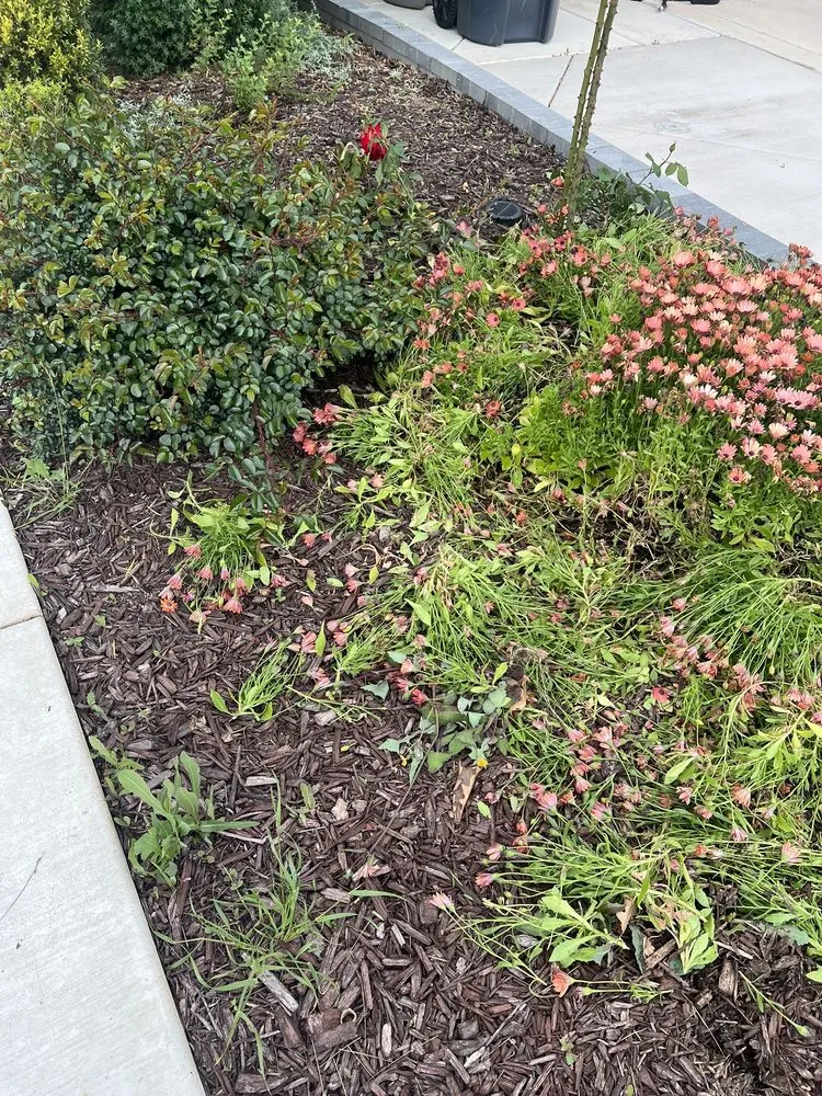 Top-rated yard maintenance for homes in Tracy, CA by Augusta Lawn Care Services - Tracy