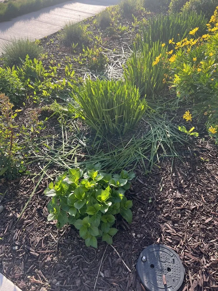 Trusted yard cleanup service near you in Tracy, CA by Augusta Lawn Care Services - Tracy