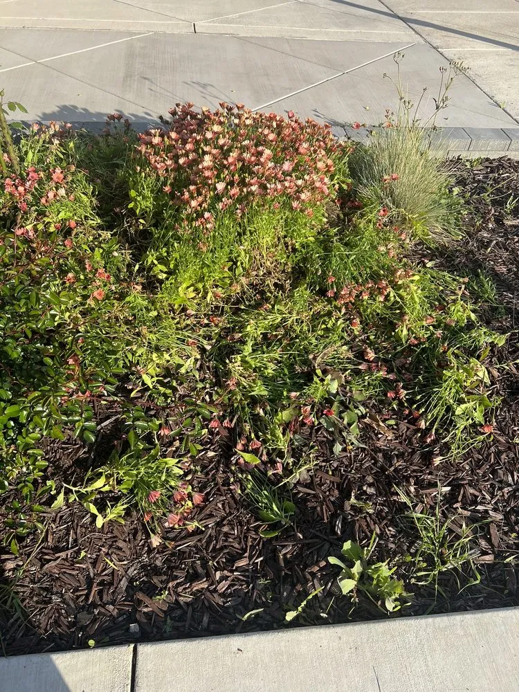 Professional lawn mowing service in Tracy, CA - Augusta Lawn Care Services - Tracy