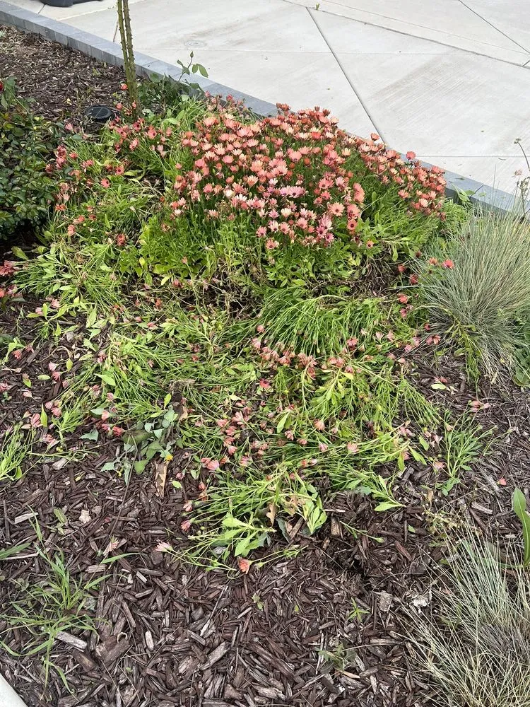 Expert outdoor landscaping near you in Tracy, CA by Augusta Lawn Care Services - Tracy