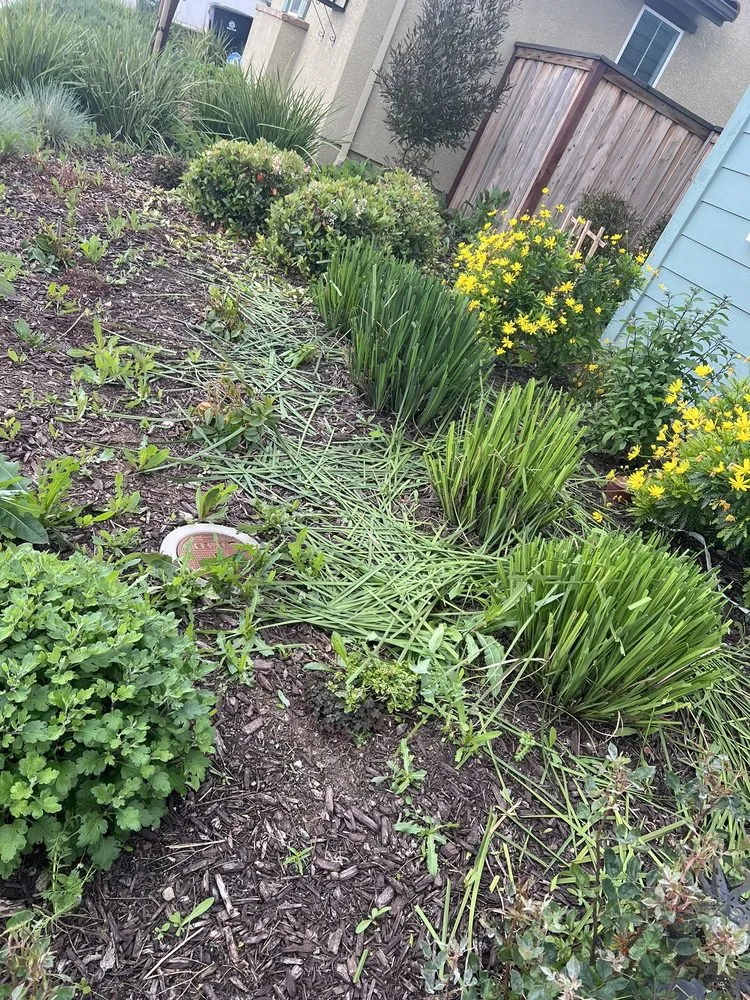 Affordable landscape design in Tracy, CA by Augusta Lawn Care Services - Tracy