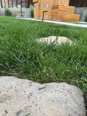 Augusta Lawn Care Services Logo