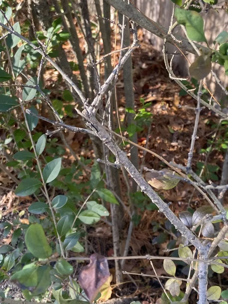 Professional outdoor landscaping in East Quogue, NY - Augusta Lawn Care Services