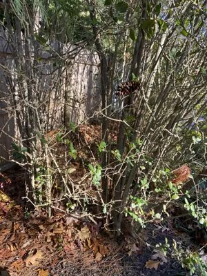 Augusta Lawn Care Services