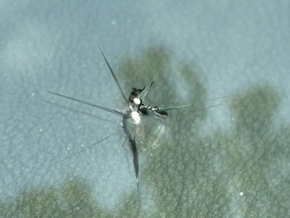 Trusted garden landscaping in Renton, WA - Augusta Lawn Care Services