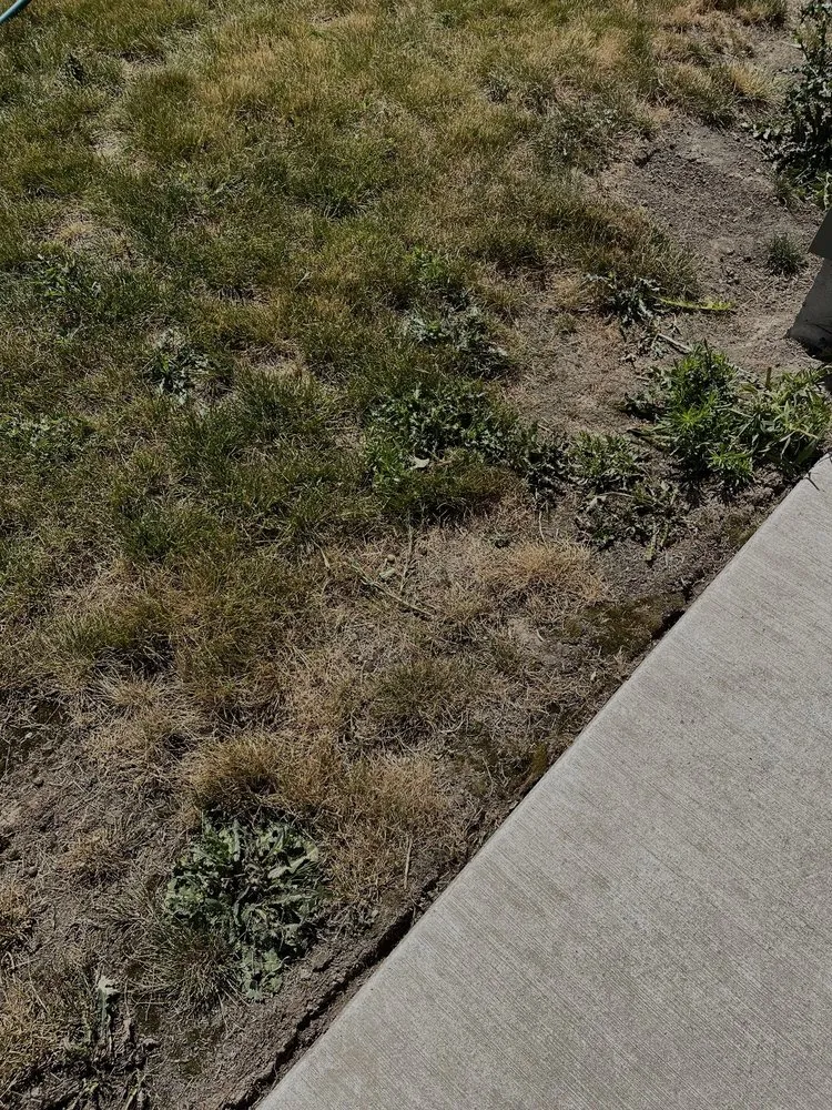 Top-rated yard cleanup service for year-round maintenance in Bellingham, WA by Augusta Lawncare Services