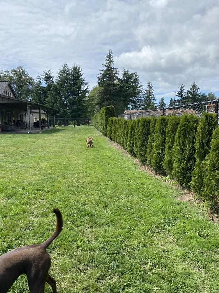 Top-rated lawn care service in Bellingham, WA - Augusta Lawncare Services