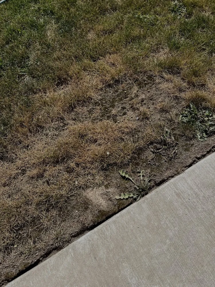 Top-rated lawn care service near you in Bellingham, WA by Augusta Lawncare Services