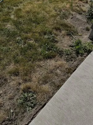 Augusta Lawncare Services