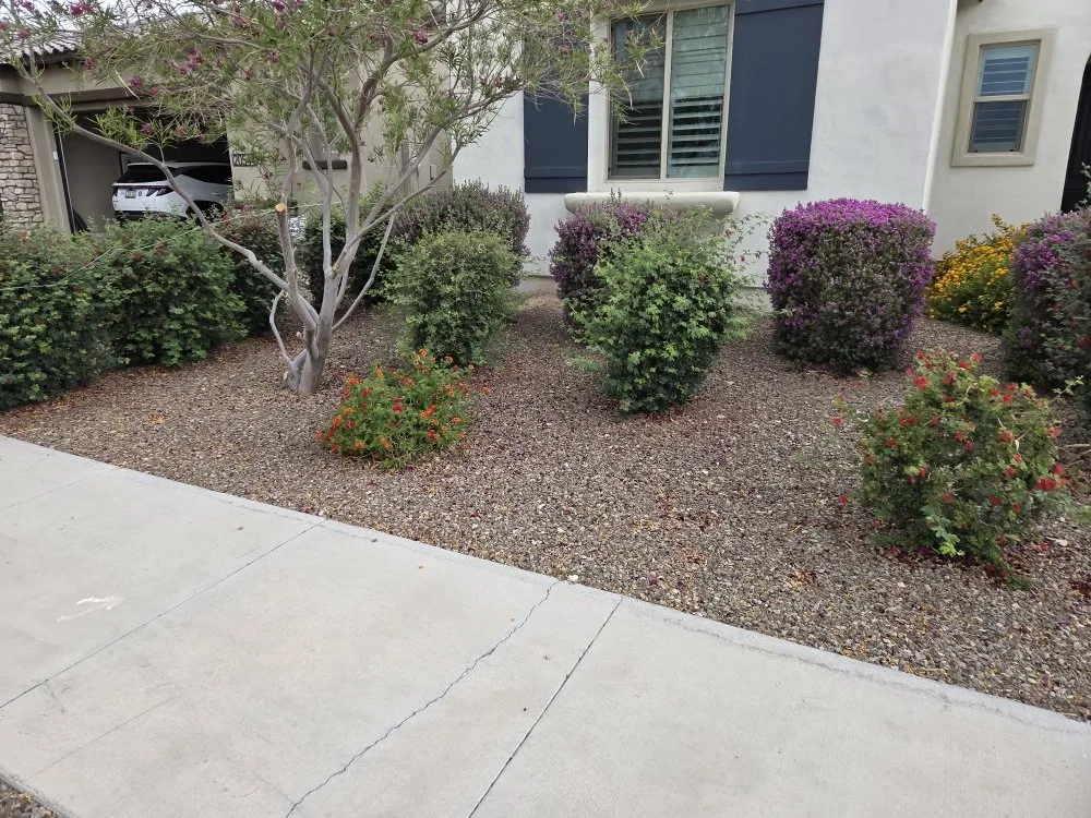 Professional lawn care service in Surprise, AZ by Augustins Landscaping