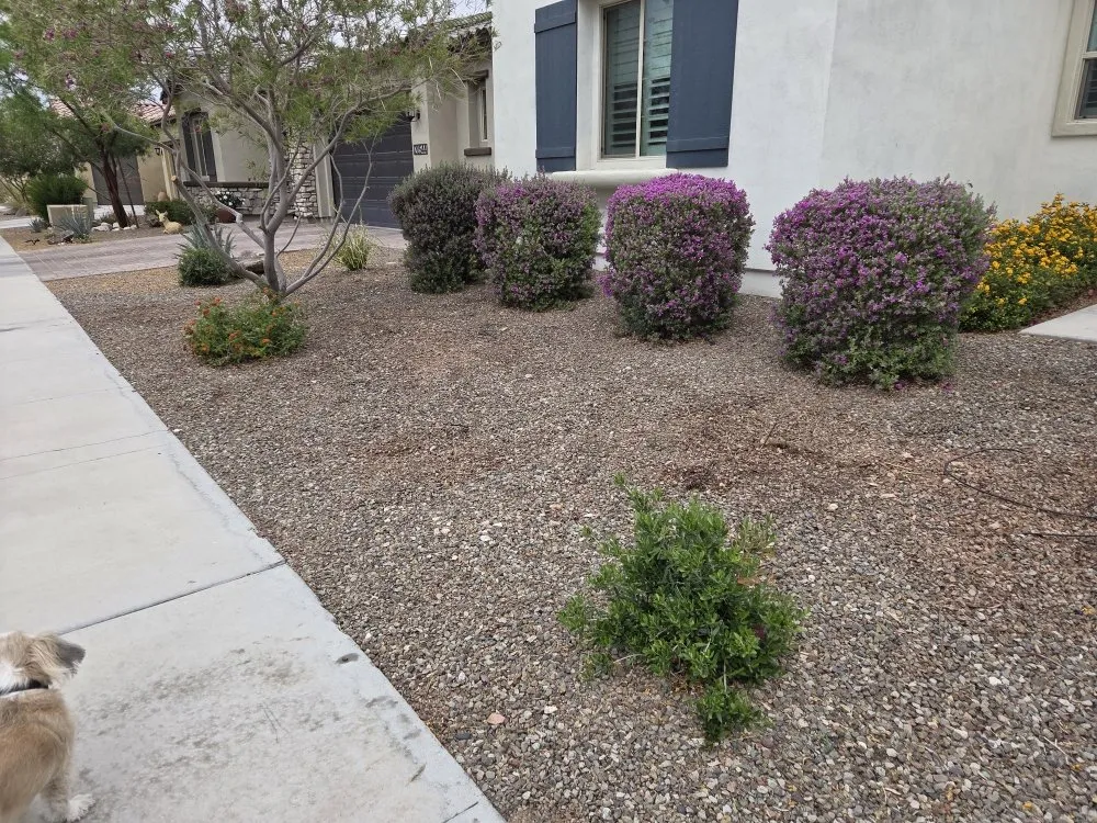 Trusted lawn care service for beautiful yards in Surprise, AZ by Augustins Landscaping