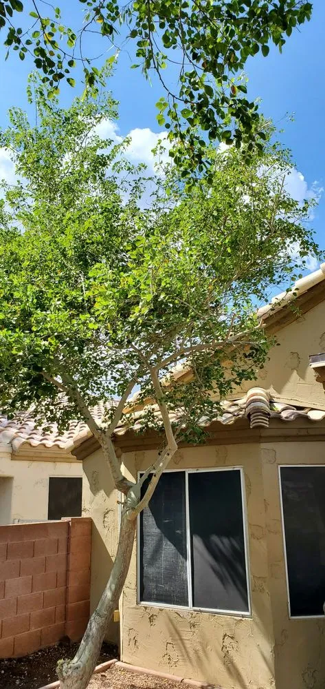 Affordable outdoor landscaping in Surprise, AZ by Augustins Landscaping