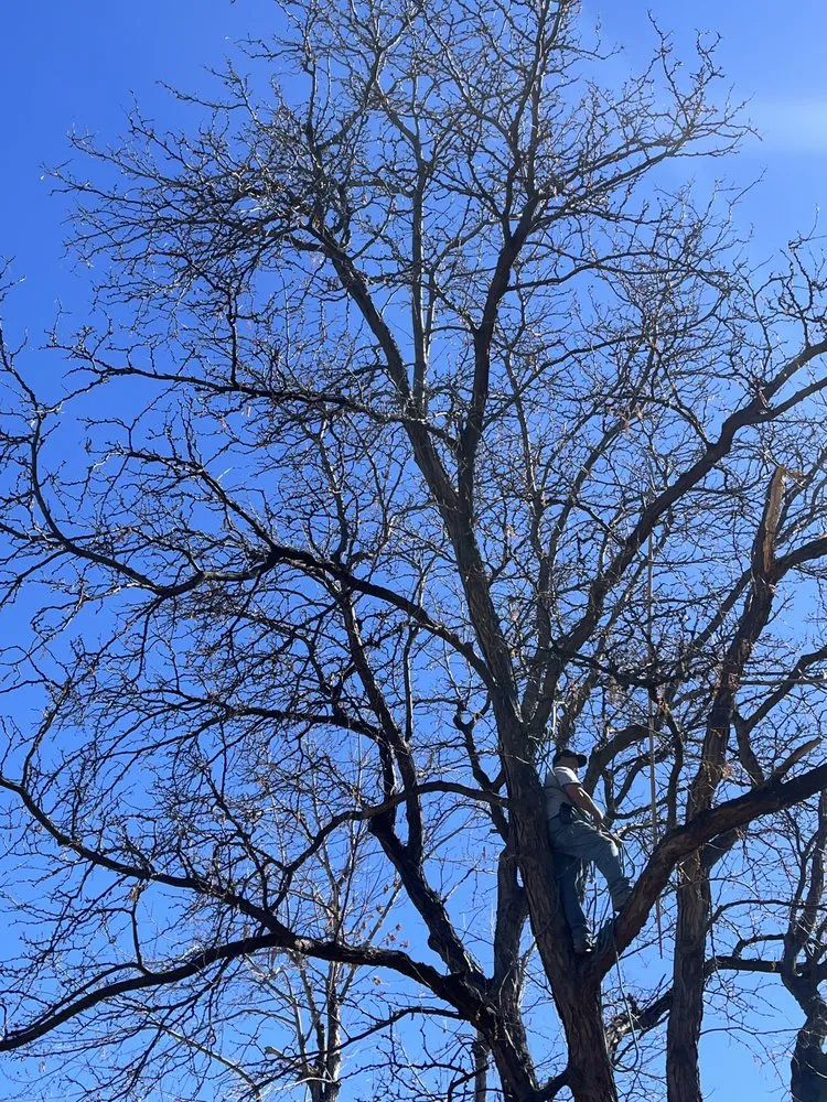 Local lawn care service near you across Denver, CO - Aurelio Mowing and Landscaping