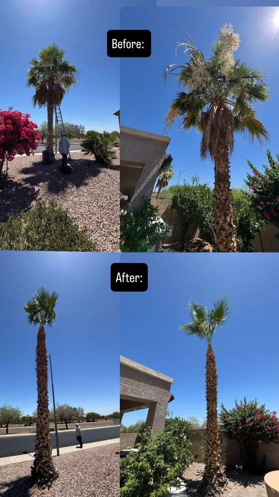 Professional yard cleanup service experts serving El Mirage, AZ - Aurelio Ruelas Landscaping
