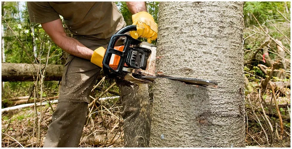 Trusted landscaping services near you across Forest Hill, TX - Aurelio's Lawn & Tree Service