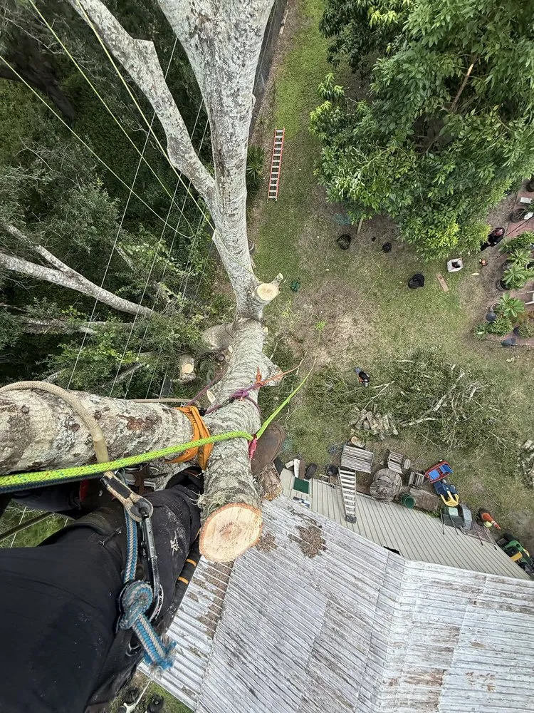 Professional yard cleanup service in Sarasota, FL by Aurora Arbor Care