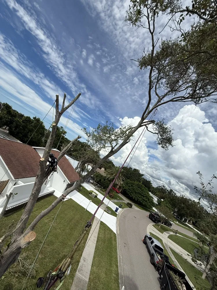 Local outdoor landscaping experts serving Sarasota, FL - Aurora Arbor Care