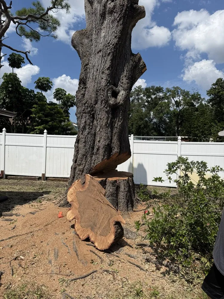 Reliable outdoor landscaping in Sarasota, FL - Aurora Arbor Care