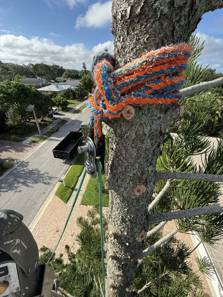 Top-rated garden landscaping experts serving Sarasota, FL - Aurora Arbor Care