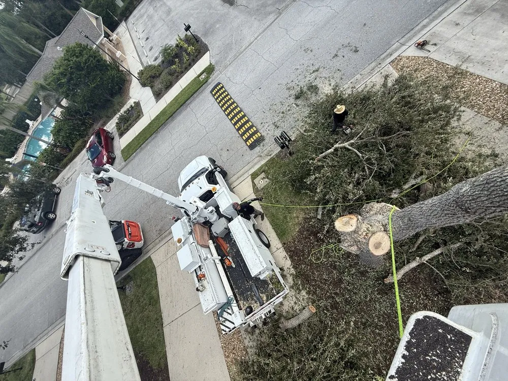 Affordable yard cleanup service in Sarasota, FL - Aurora Arbor Care