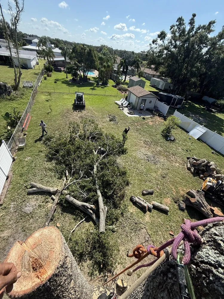 Top-rated yard maintenance in Sarasota, FL - Aurora Arbor Care