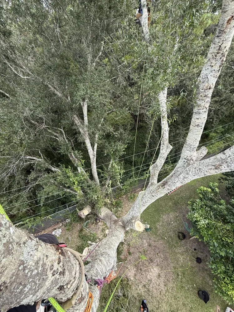 Expert outdoor landscaping in Sarasota, FL - Aurora Arbor Care