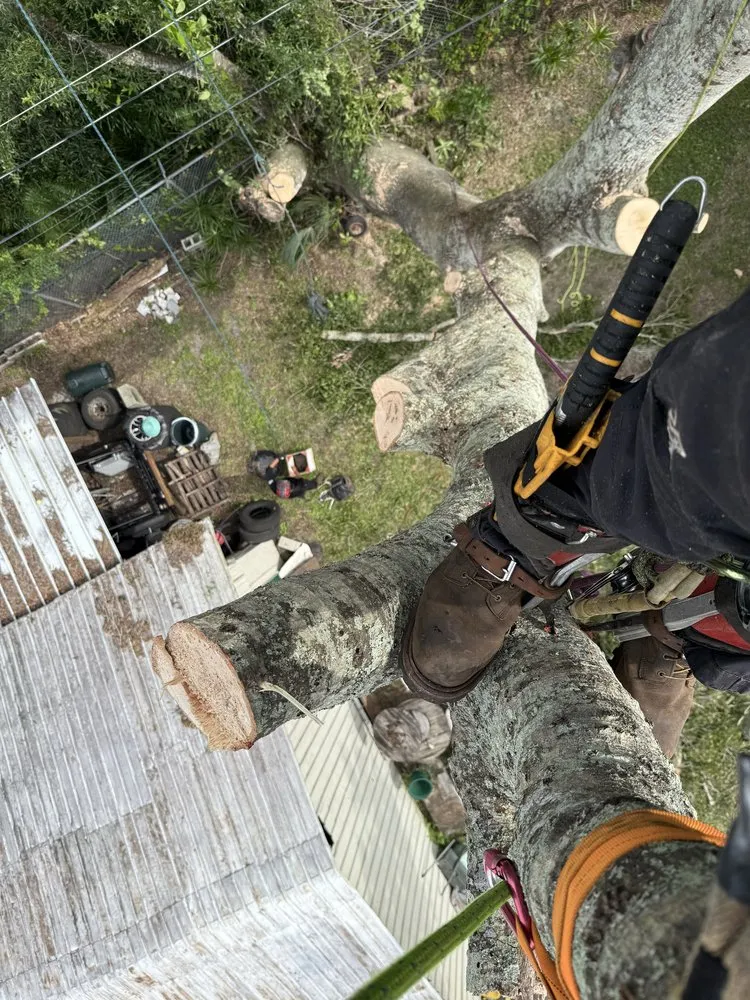 Top-rated outdoor landscaping experts serving Sarasota, FL - Aurora Arbor Care