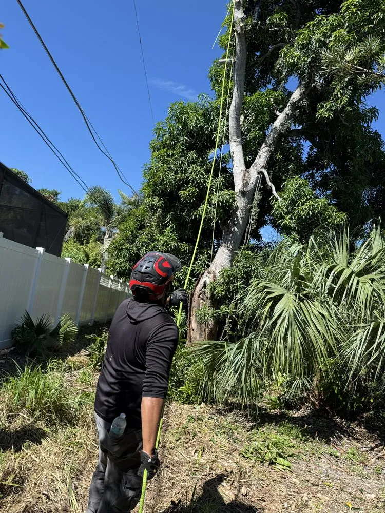 Professional yard cleanup service for homes across Sarasota, FL - Aurora Arbor Care