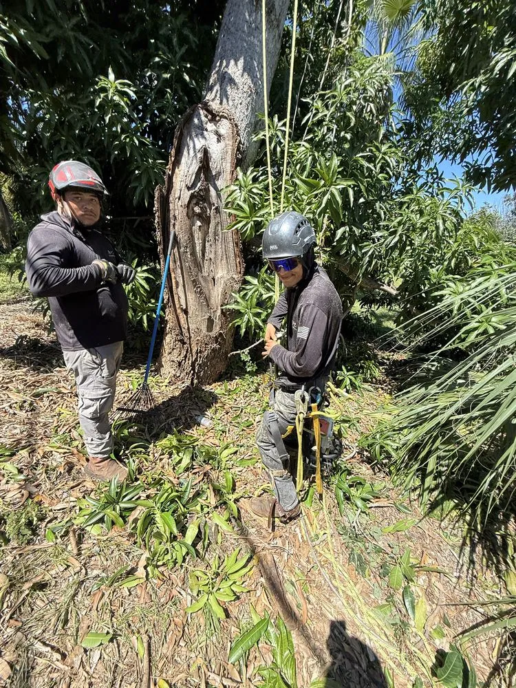 Trusted residential landscaping for homes across Sarasota, FL - Aurora Arbor Care