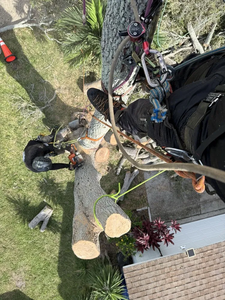 Expert yard maintenance for beautiful yards in Sarasota, FL by Aurora Arbor Care