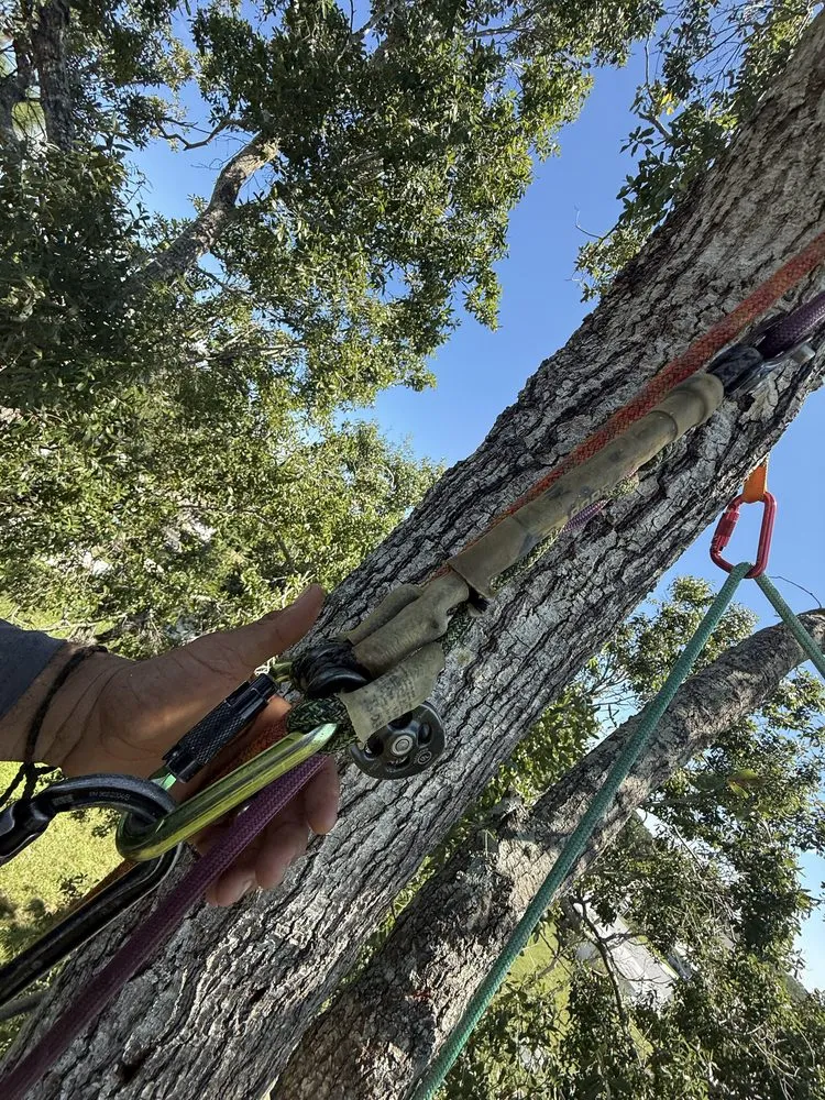 Trusted yard cleanup service experts serving Sarasota, FL - Aurora Arbor Care