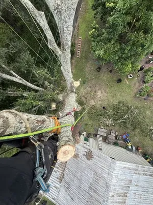 Aurora Arbor Care Logo