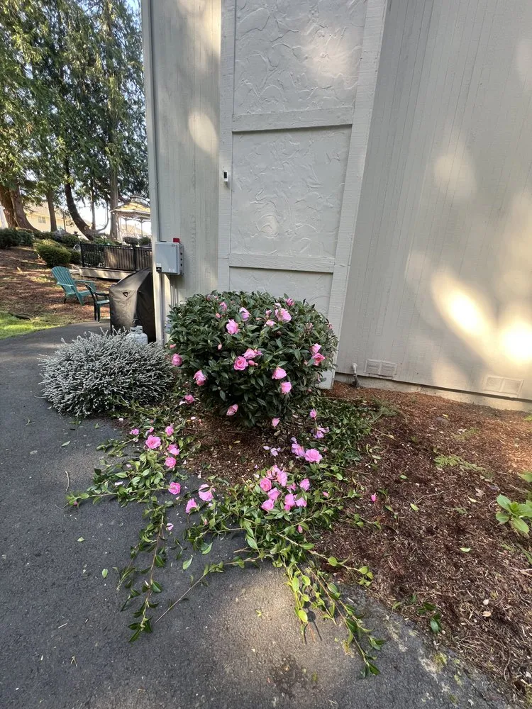 Local outdoor landscaping in Everett, WA - Ausencio Landscaping