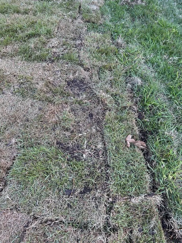 Trusted yard cleanup service for outdoor upgrades across Leander, TX - Austex Landscape And Design