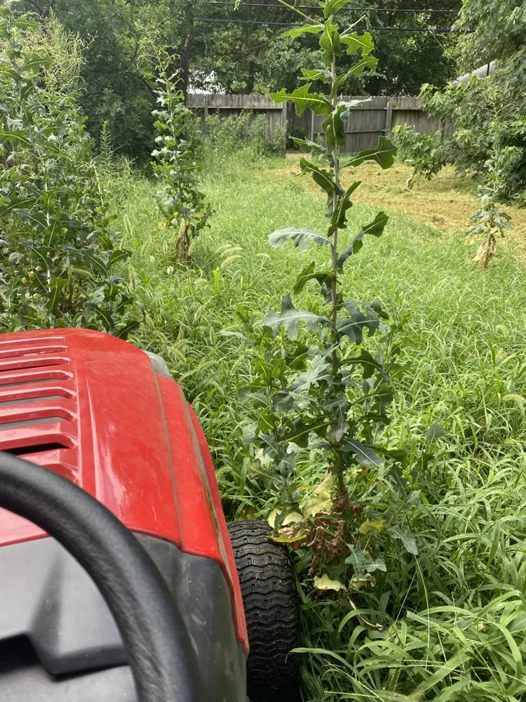 Top-rated landscape installation for year-round maintenance across Wichita, KS - Austicle Lawn Mowing